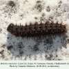 boloria caucasica ossetia larva l4